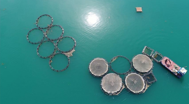 Yerli alabalık ithal somona rakip oldu